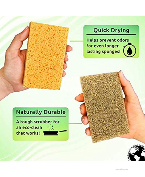 Natural Sponge 10 Pack Eco Friendly Kitchen Sponge for Sustainable Living | Biodegradable Plant Based Cleaning Dish Sponge