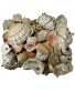 U.S. Shell Garden Shell Bag 10 Pounds